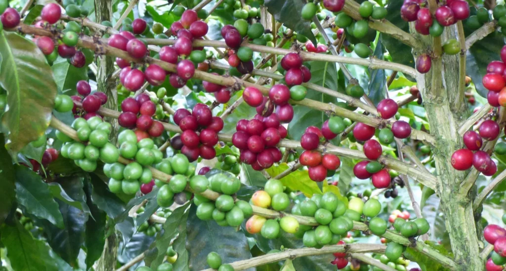 Panama Geisha 2