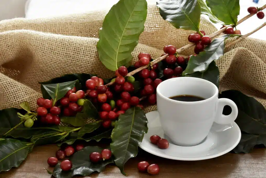 pacamara